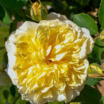 Rosier liane Albéric Barbier Rosier liane Albéric Barbier