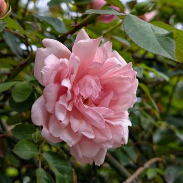 Rosa rampicante Albertine