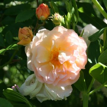 Rosa rampicante liana Ghislaine de Féligonde