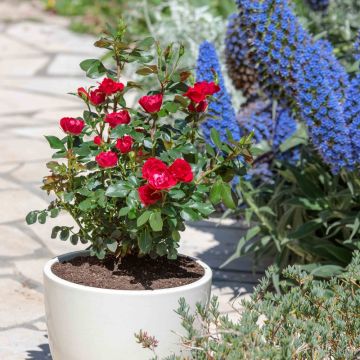 Rosa miniatura ZEPETI&#174; Meibenbino