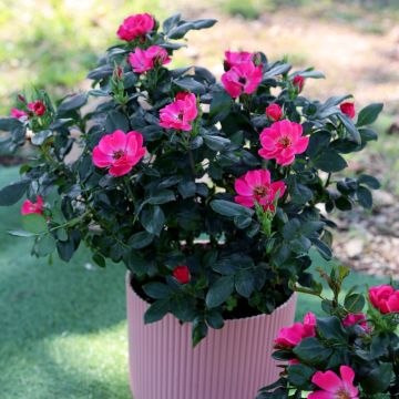Rosa miniatura ZEPETI® Pink Glow Meissoniet