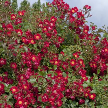 Rosa paesaggistica Rouge MEILLANDECOR&#174; Meineble