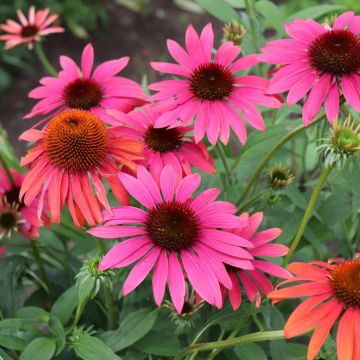 Rudbeckia Cheyenne Spirit o Echinacea