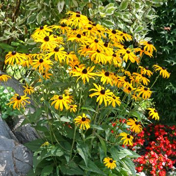 Rudbeckia fulgida Goldsturm