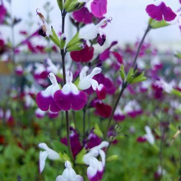 Salvia arbustiva Amethyst Lips