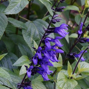 Salvia guaranitica Black and Blue
