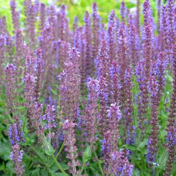Salvia nemorosa Ostfriesland