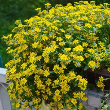 Sanvitalia speciosa Aztekengold