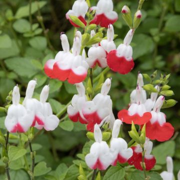 Salvia Hot Lips