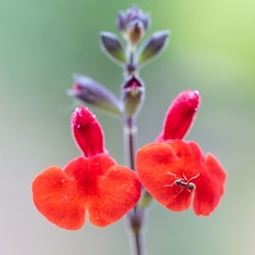 Salvia arbustiva Royal Bumble