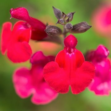 Salvia arbustiva Flammenn ®