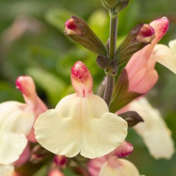 Salvia arbustiva Melen