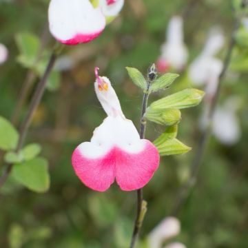 Salvia arbustiva Pink Lips