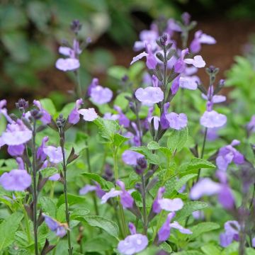 Salvia arbustiva So Cool Pale Blue