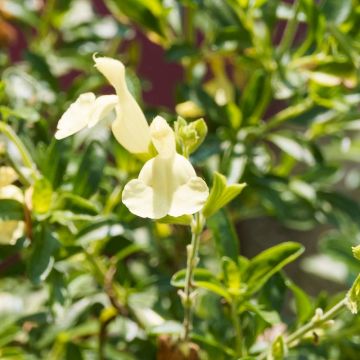Salvia arbustiva Sungold