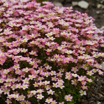 Sassifraga muschiosa Pixie