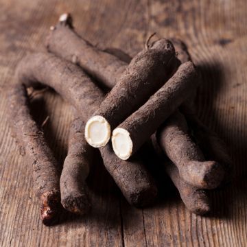 Scorzonera gigante nera di Russia