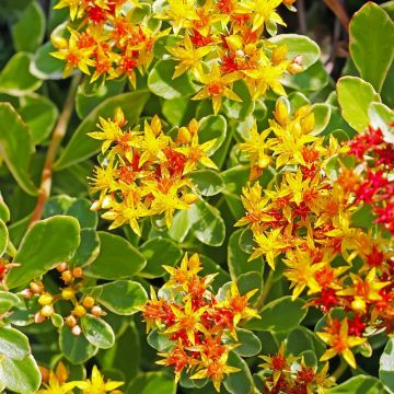 Sedum Kamtschatka Variegato