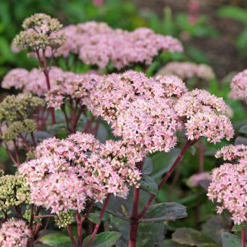 Borracina rosa o Sedum Matrona