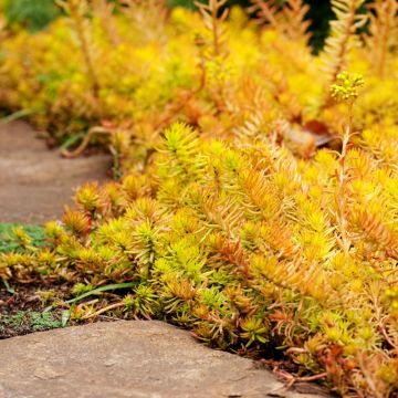 Sedum reflexum Angelina - Orpin réfléchi