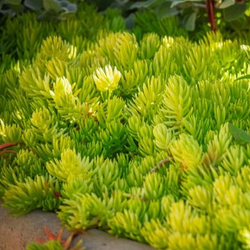 Sedum reflexum o Borracina rupestre