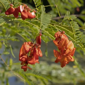 Sesbania, Flamboyante di Hyères