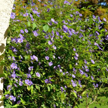 Solanum rantonnetii - Albero della Gentiana
