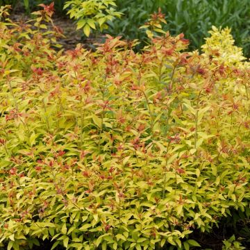Spiraea giapponese Little Flame