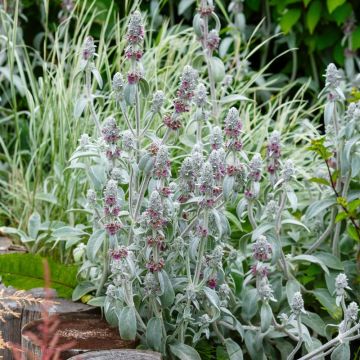 Orecchio d'orso, Stachys byzantina