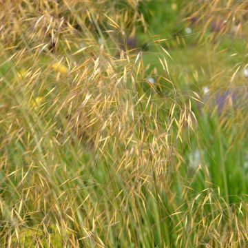 Graminacea o Stipa gigantea