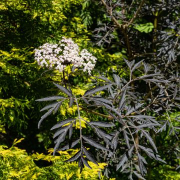 Sambuco nero o Sambucus nigra Black Lace