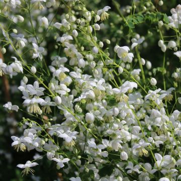 Pigamo o Thalictrum Splendide Album