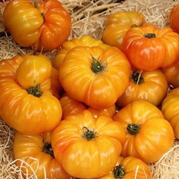 Pomodoro Ananas BIO Pomodoro Ananas BIO