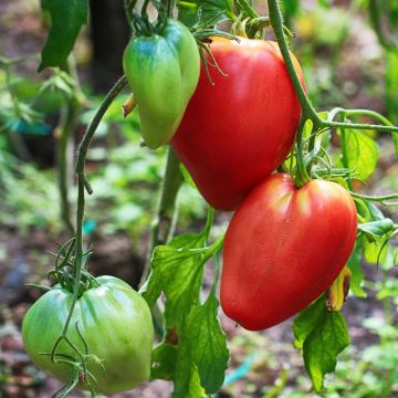 Pomodoro cuore di bue