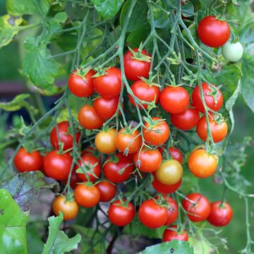 Pomodoro ciliegino BIO