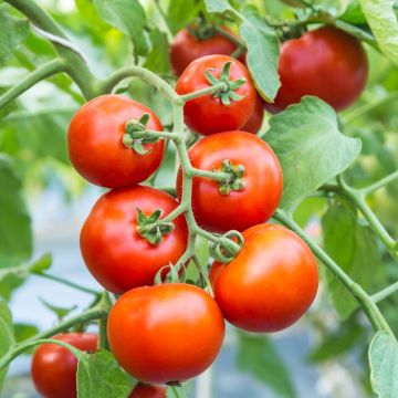 Pomodoro dona HF1