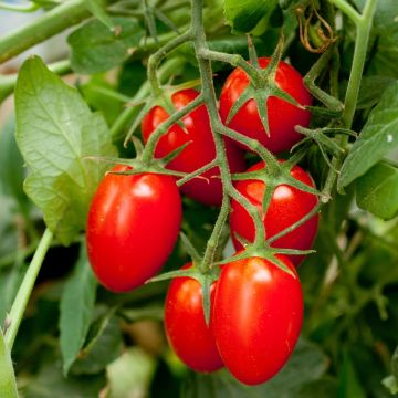 Pomodoro Roma V.F. BIO Pomodoro Roma V.F. BIO