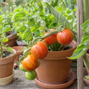 Pomodoro Tigerella Bicolore BIO