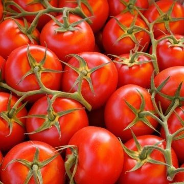 Pomodoro a grappolo Matina BIO