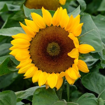 Girasole a fiore gigante