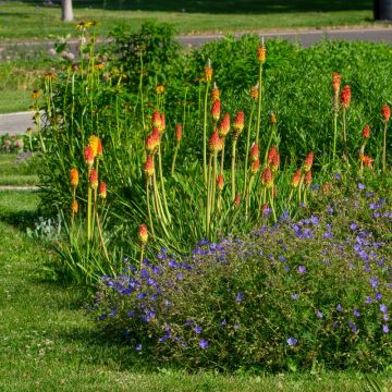 Tritoma o Giglio della Torcia