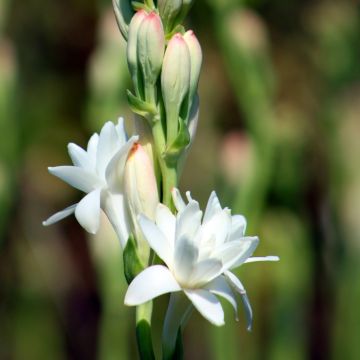 Tuberose