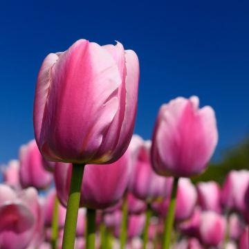Tulipano Darwin Ollioules