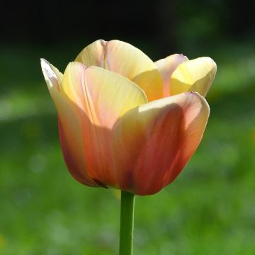 Tulipano Semplice Precoce Apricot Foxx