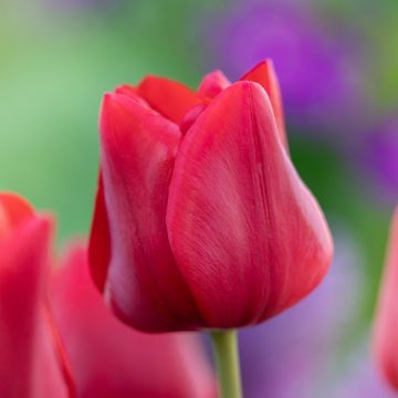 Tulipano Trionfo Ile de France