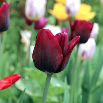 Tulipano Trionfo Jan Reus