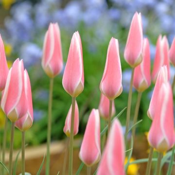 Tulipano botanico clusiana Lady Jane
