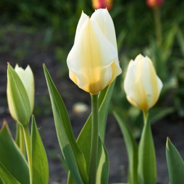 Tulipe Fosteriana Purissima Tulipe Fosteriana Purissima