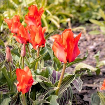 Tulipano botanico Cappuccetto Rosso