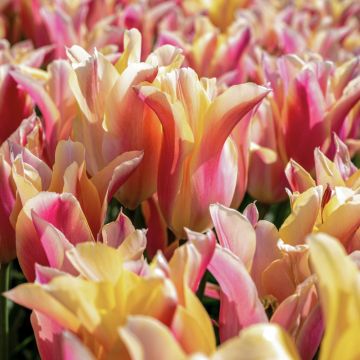Tulipano Fior di Giglio Marianne